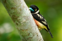 Lobos zlutocerny - Eurylaimus ochromalus - Black-and-yellow Broadbill o7156